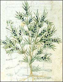 Manuscript image of a juniper tree.