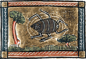 Spider from a Medieval Manuscript