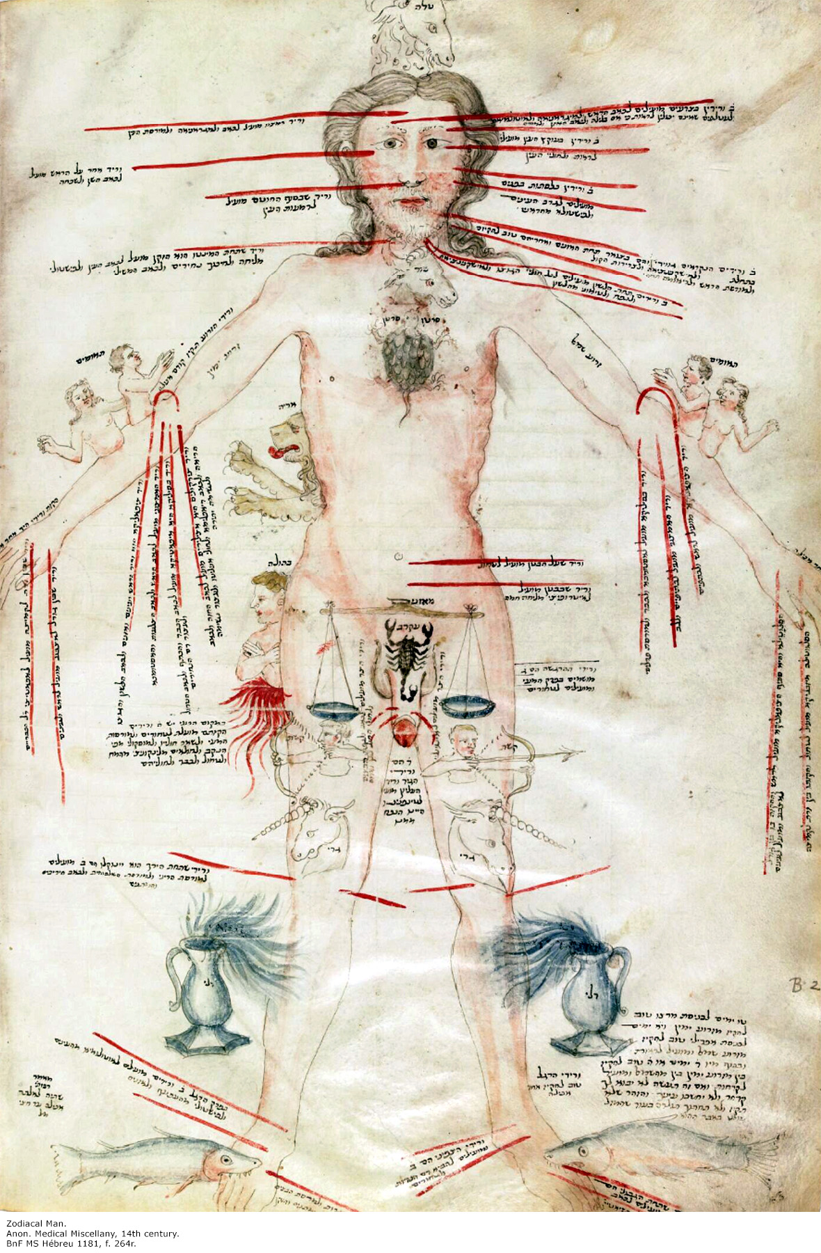 Zodiac Man Chart