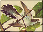 Coccyx Americanus
