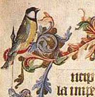 Manuscript image of a bird