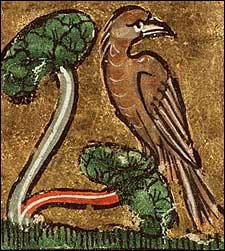 Nightingale. Alciato's Book of Emblems, c.1350