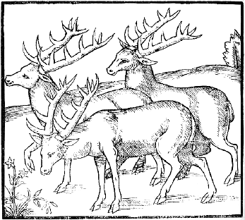 woodcut of three bucks