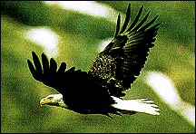 Eagle