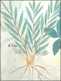 Willow, from a 13th century Italian herbal MS