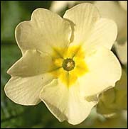 Primrose