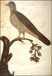 Manuscript illumination of a Cuckoo (Cuculus canorus) by Minaggio, 1618