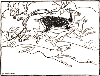 Fionn's hounds and the Fawn - Sadb as a deer