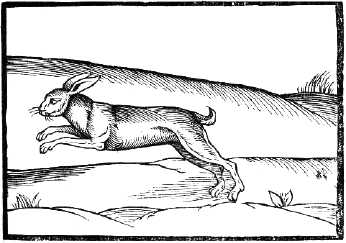 woodcut of leaping hare