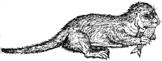 woodcut of an otter eating a fish