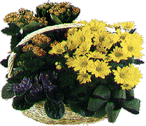 daisies