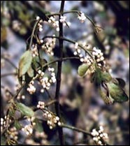 Mistletoe