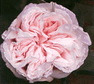 A Rose