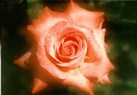 Rose with dew